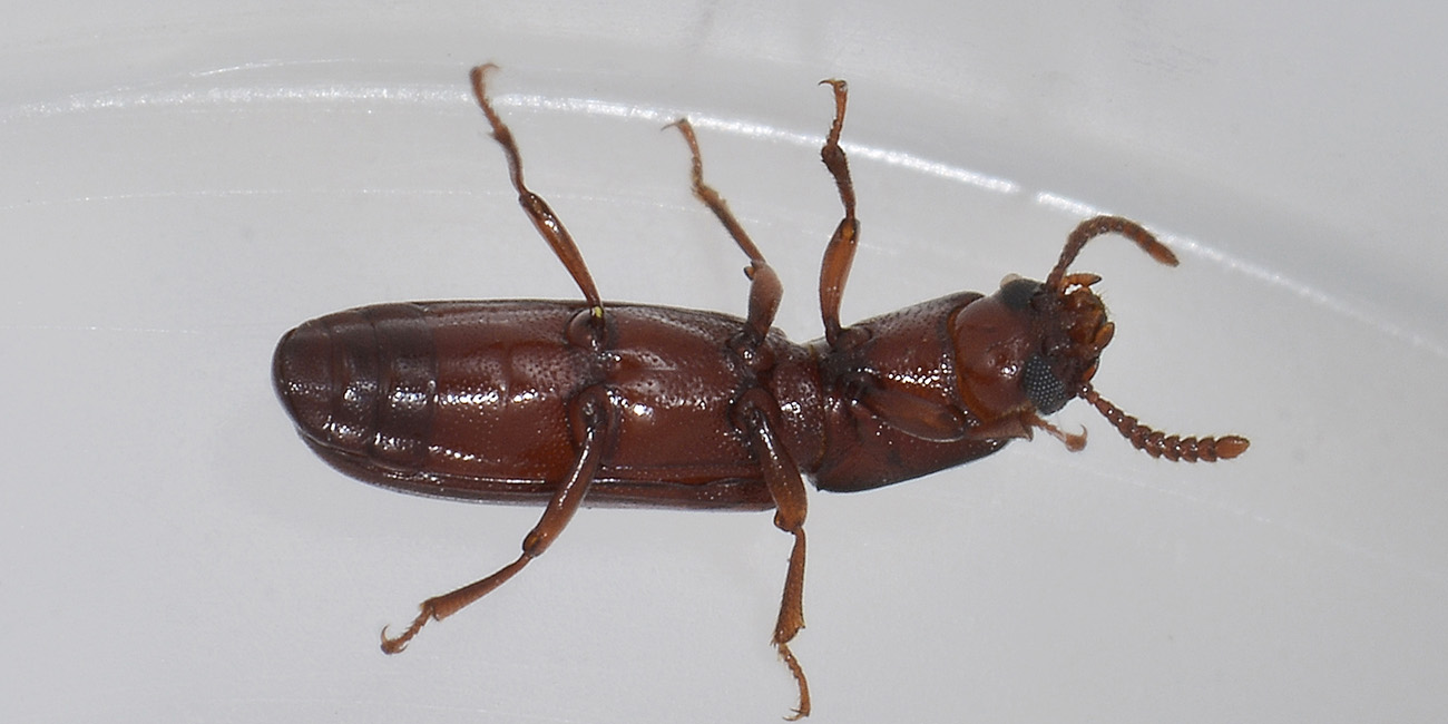 Corticeus unicolor